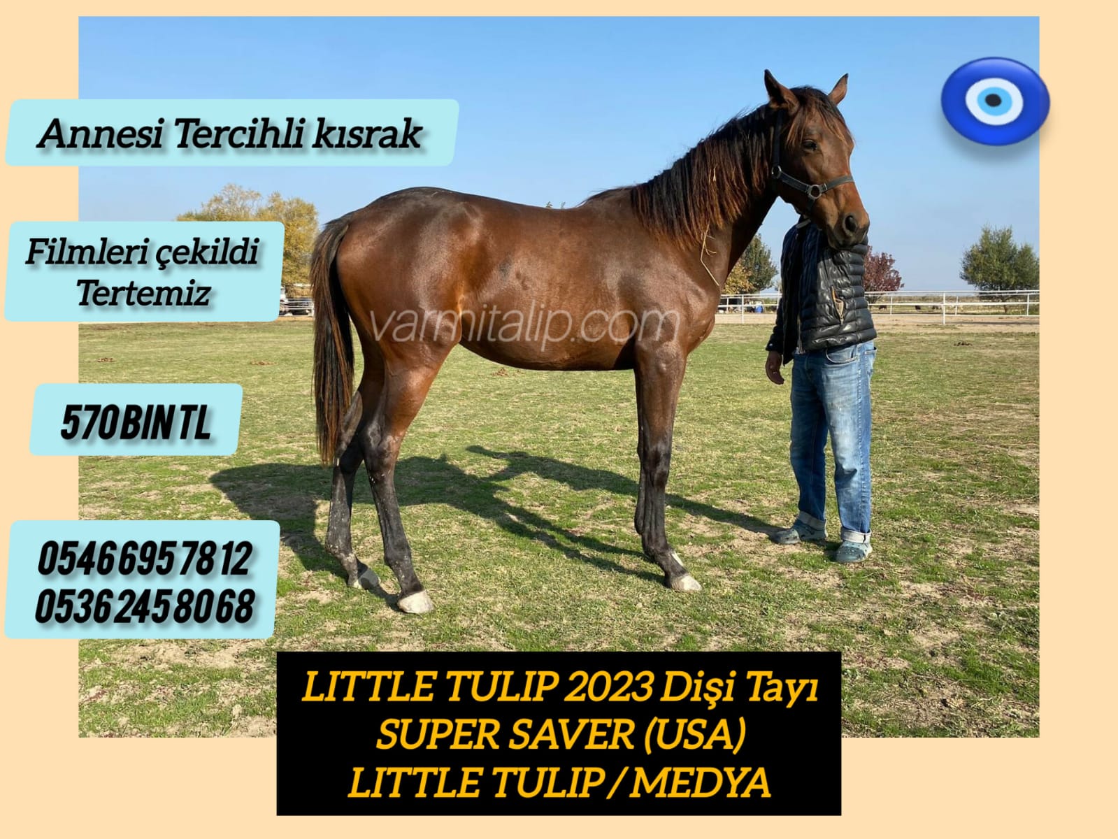 1 buçuklu ELİT SUPER SAVER TAYI Anne Tercihli kısrak Little tulip